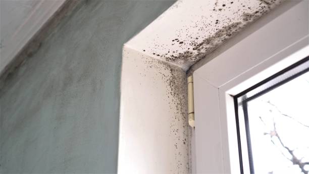 Best Localized Mold Remediation (e.g., coastal areas, humid climates) in Alma, AR