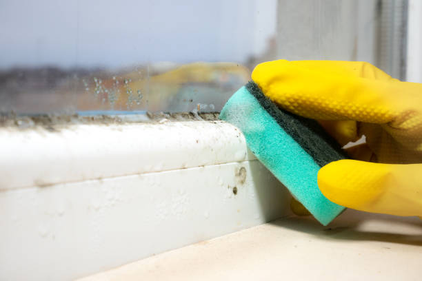 Best Mold Remediation for Specific Building Types in Alma, AR