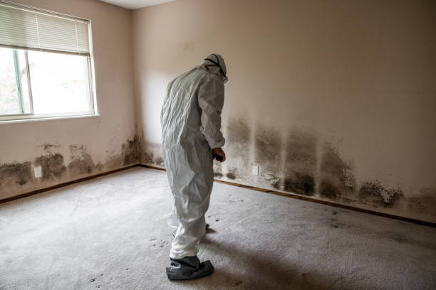 Best Industrial Mold Remediation in Alma, AR