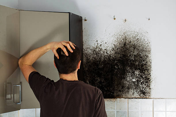 Best Residential Mold Remediation in Alma, AR