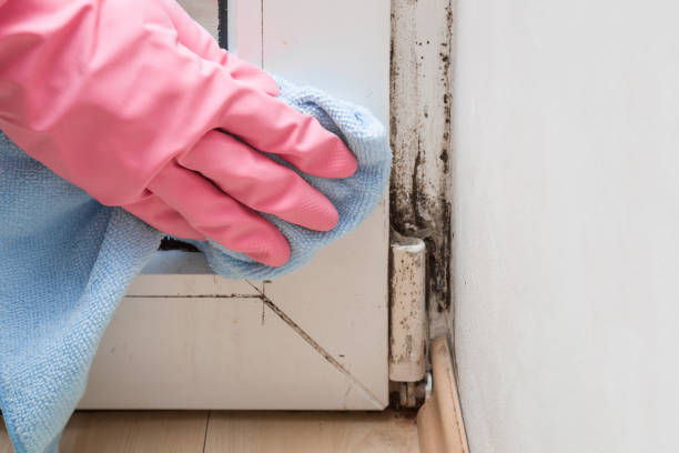 Best Kitchen Mold Remediation in Alma, AR