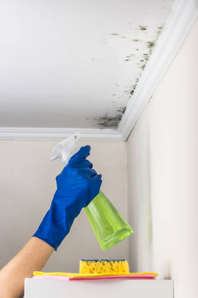 Best Bathroom Mold Remediation in Alma, AR