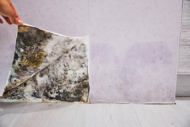 Best Black Mold Remediation in Alma, AR
